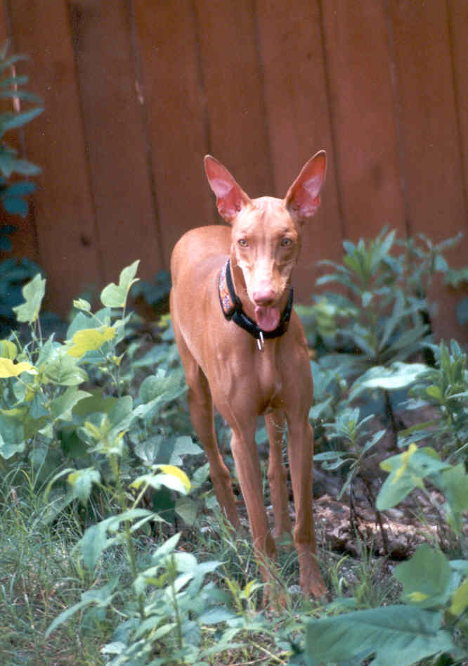 Sister, Amber Sky