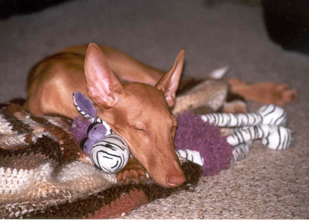 Sleepy Khami