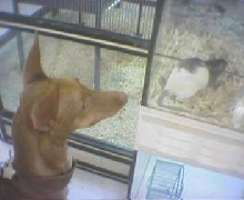 Petsmart Khami