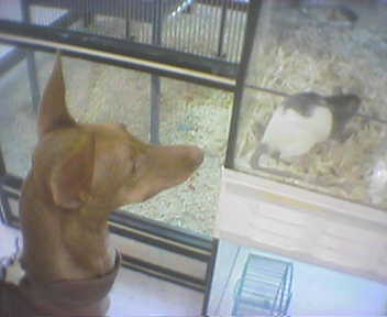 Petsmart Khami