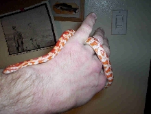 maybe a creamsicle