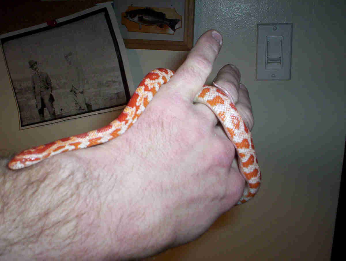 maybe a creamsicle