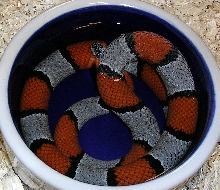 Gray-Banded Kingsnake Soaking