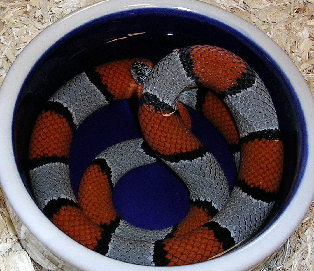 Gray-Banded Kingsnake Soaking