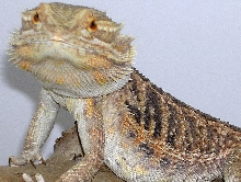 Beardie