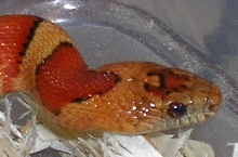 Orange Thayeri closeup