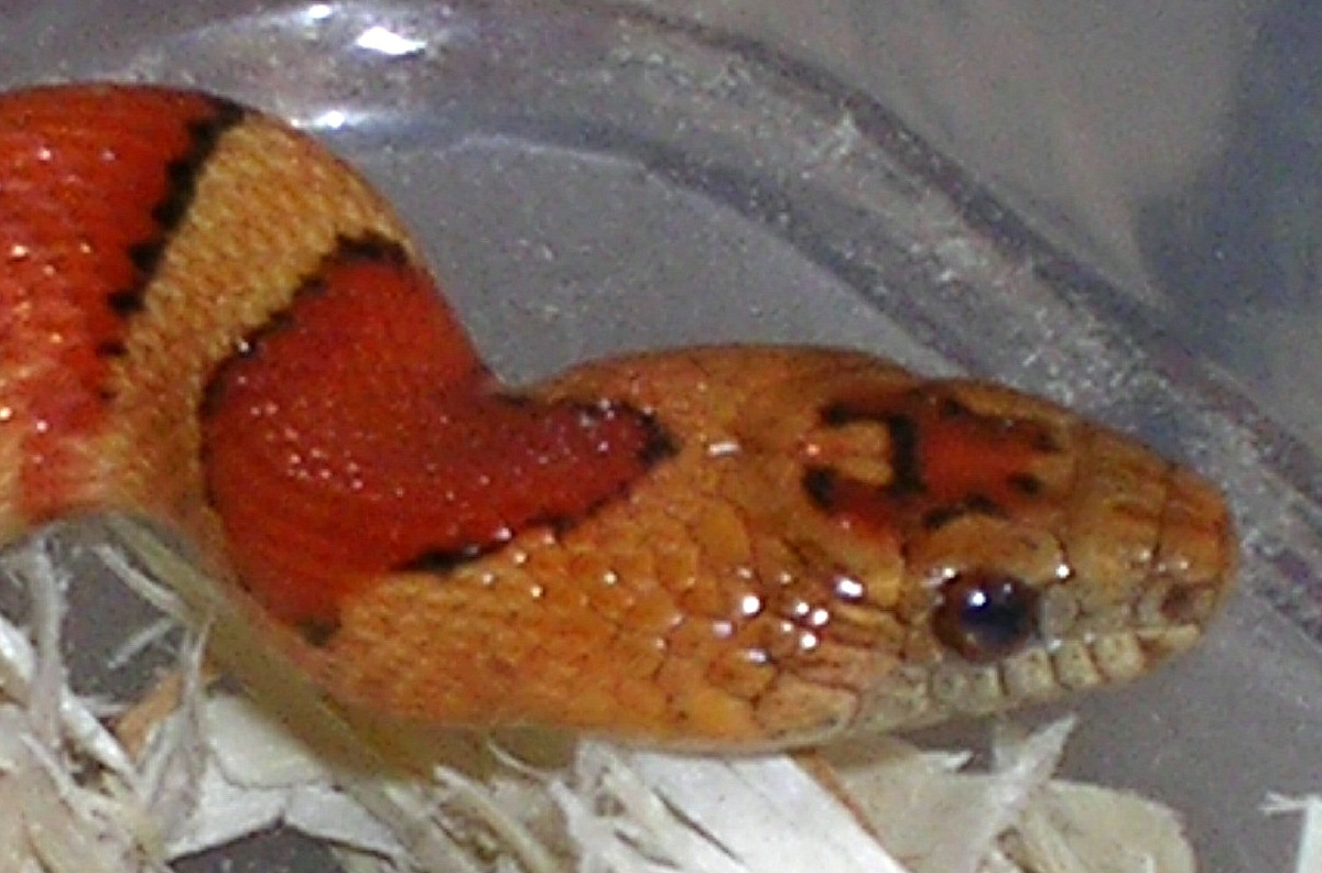 Orange Thayeri closeup