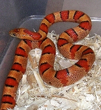 Orange thayeri