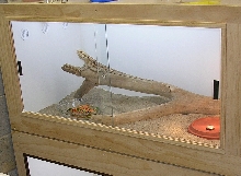 Bearded Dragon cage