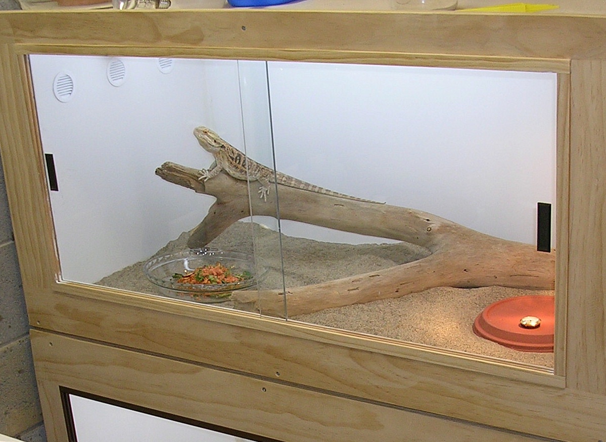 Bearded Dragon cage
