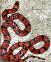 Tangerine hondo 66% het hypo female