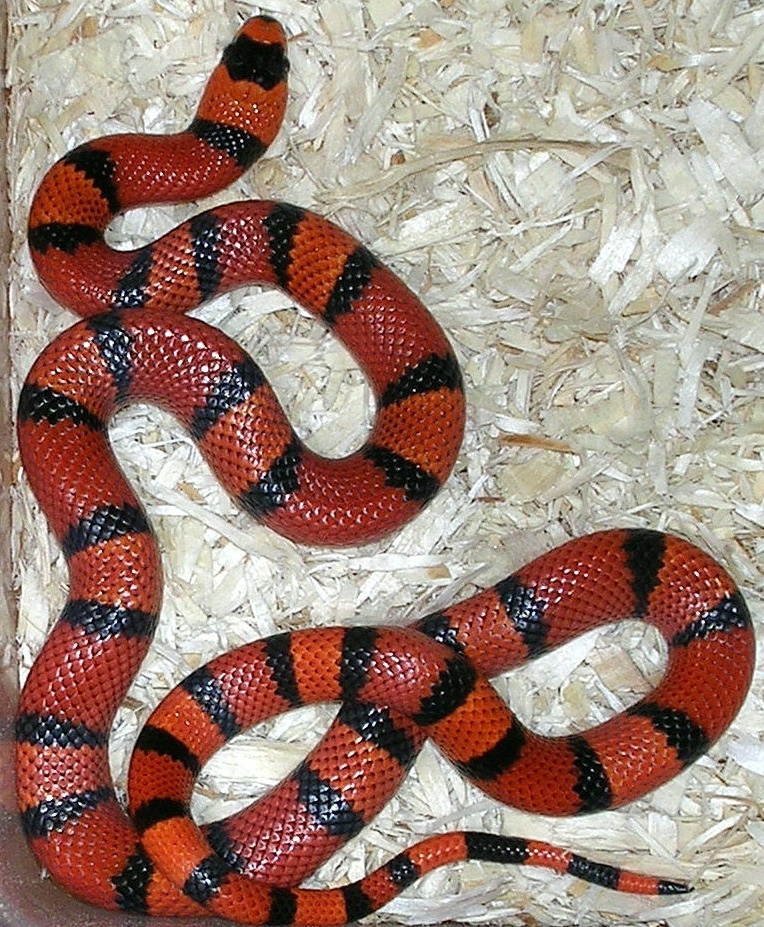 Tangerine hondo 66% het hypo female