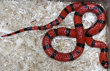 Tangerine hondo 66% het hypo male