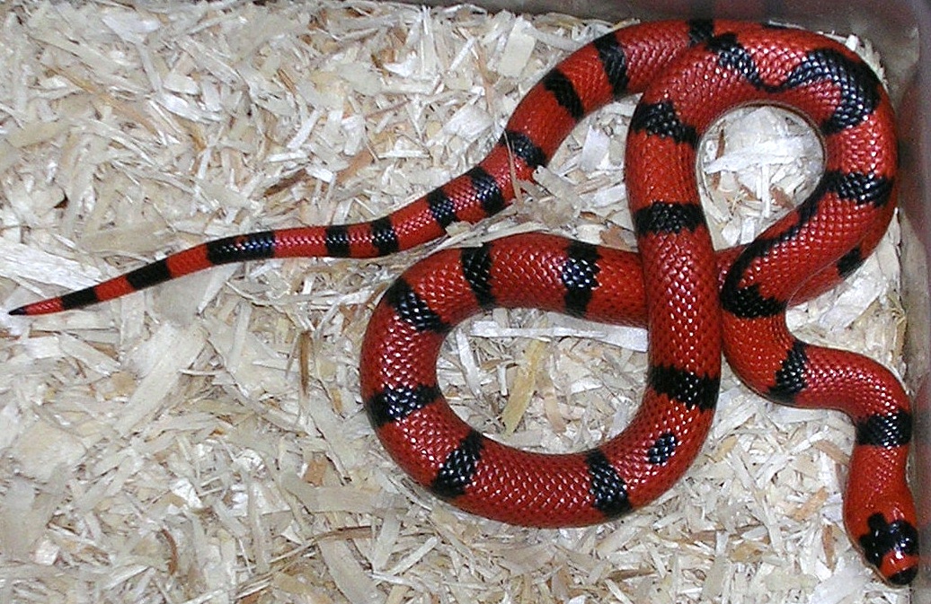 Tangerine hondo 66% het hypo male