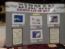Birman Breed Display