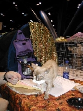 European Burmese