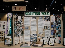 Scottish Fold Display