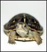 Ornate Box Turtle Hatchling
