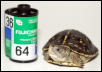 Ornate Box Turtle Hatchling
