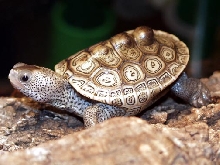 Baby Texas Diamondback Terrapin