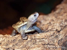 Baby Texas Diamondback Terrapin