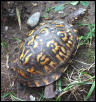 Female Eastern Box