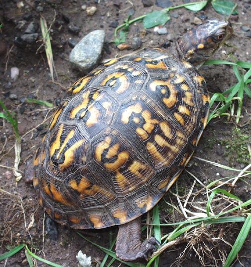 Female Eastern Box