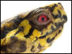 Sam, male eastern box turtle