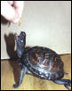 Juvenile Male Eastern Box Turtle