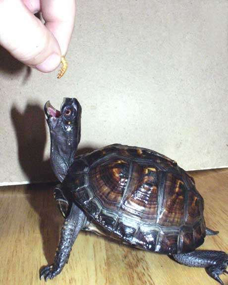 Juvenile Male Eastern Box Turtle