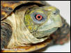 Chico, male ornate box turtle