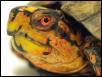 Male eastern box turtle