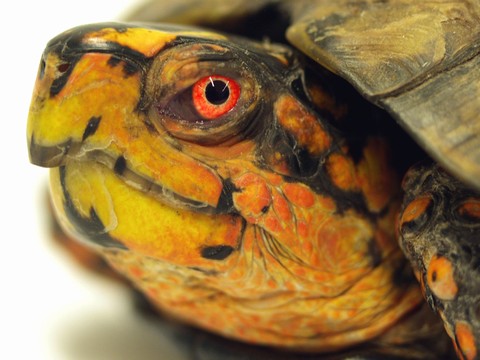 Male eastern box turtle