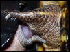 Box turtle copulation