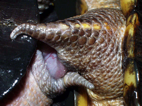 Box turtle copulation