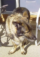 Almonzo Bear, our gentle giant