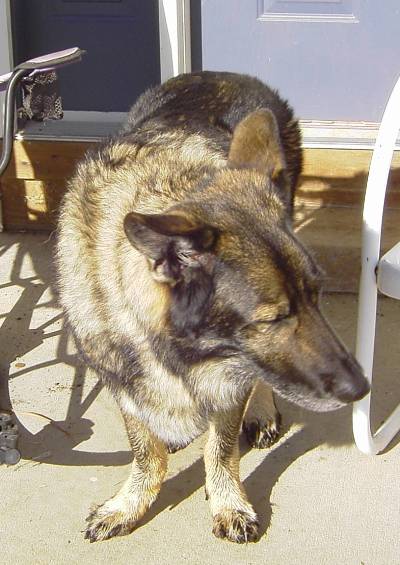 Almonzo Bear, our gentle giant