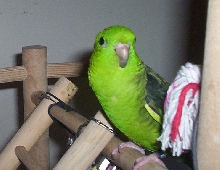 Gonzo, Barred Parakeet