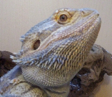 Angel, Bearded dragon