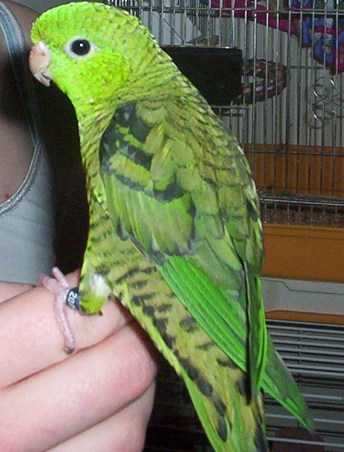 Gonzo, Barred Parakeet