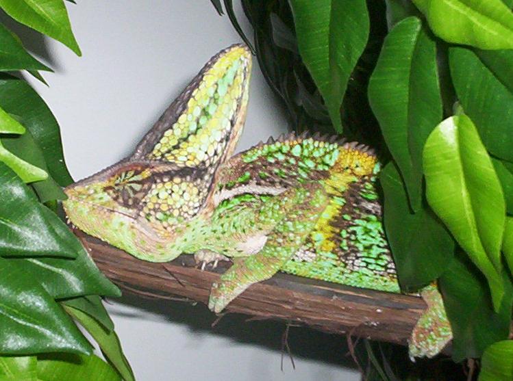 Reggie, Veiled Chameleon