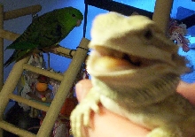Gonzo, Barred Parakeet/ Tim, Bearded dragon