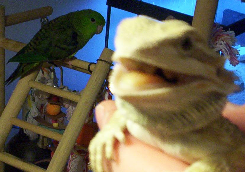 Gonzo, Barred Parakeet/ Tim, Bearded dragon