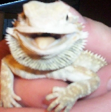 Tim, Bearded Dragon