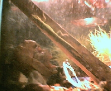 perch lizard