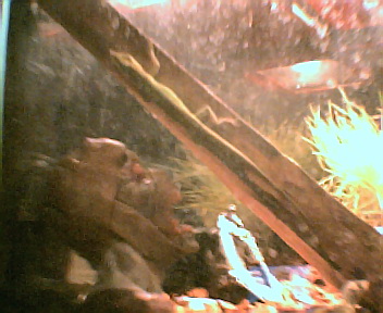 perch lizard