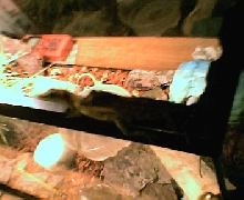 in love lizards