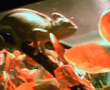 My frioends lizards there awsome