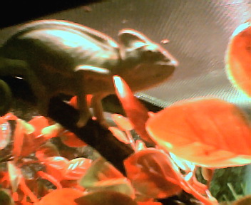 My frioends lizards there awsome