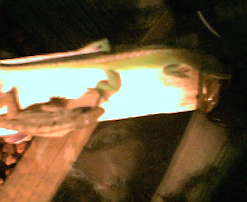 my lizards